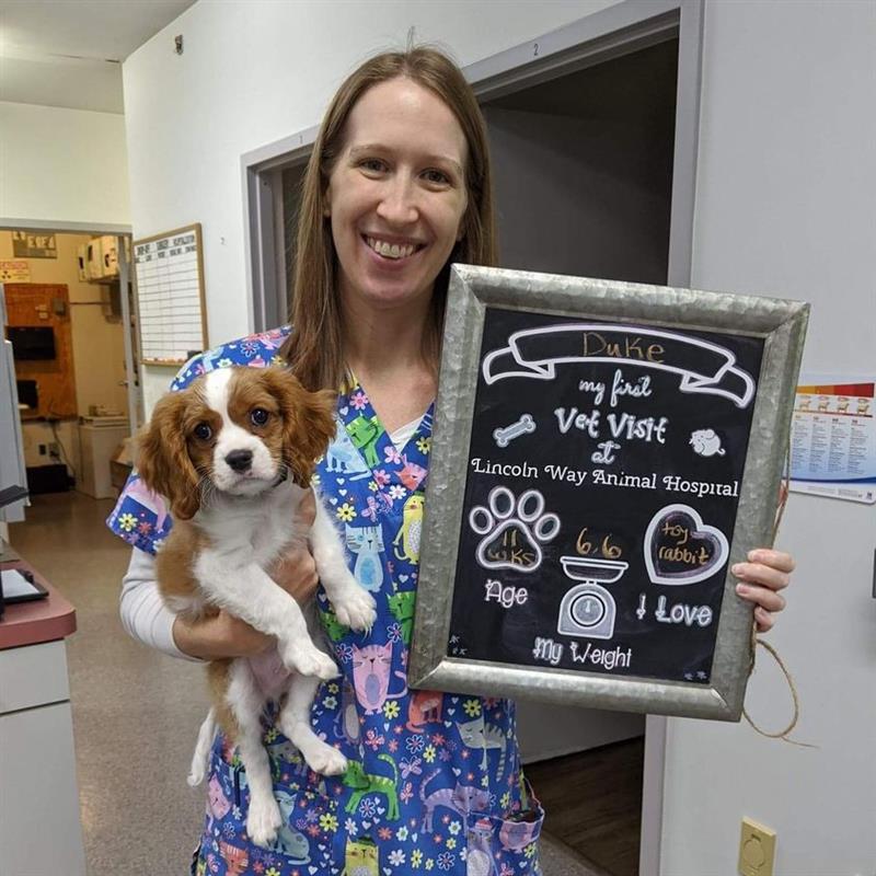 Lincoln way store animal hospital hours